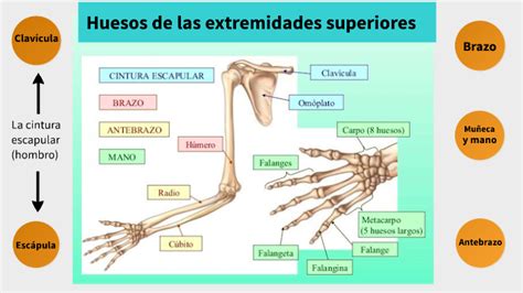 Huesos De Las Extremidades Superiores By Nuria Lopez Calvache