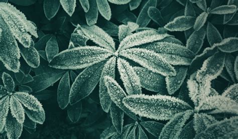 Maybe you would like to learn more about one of these? How to Revive Damaged Plants From Cold Temperatures | East ...
