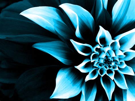 Free Download Backgrounds That Change Color Over Time Flower