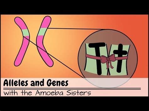 As mentioned throughout video, the ability to taste ptc may be more complex than a single gene trait. Alleles and Genes - YouTube | Matter science, Biology ...