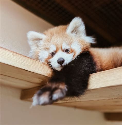 Toronto Zoos Red Panda Cub Dies After Receiving Covid 19 Vaccine