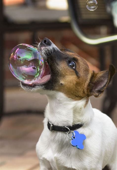 157 Best Bubbles Images On Pinterest Bubbles Blowing Bubbles And Art