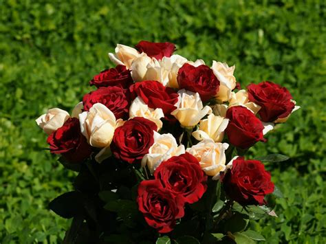 Download Hd Rose Beautiful Flower Wallpaper Beautiful Rose Flowers Bouquet Hd Wallpaper Hd