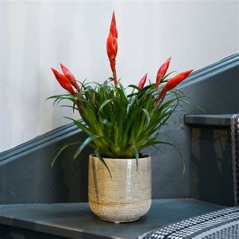 Buy Flaming Sword Vriesea Astrid Delivery By Waitrose Garden In