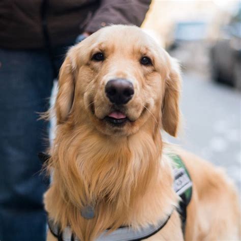 You have a dog that is a pleasure to have in your family. Central Ny Golden Retrievers | Top Dog Information