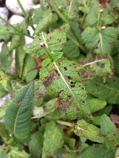 You may actually have a nutrient problem. diagnosis - Are my Salvia flowers dying? - Gardening ...