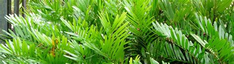 We did not find results for: Q: How do you propagate coontie palms? - UF/IFAS Extension ...