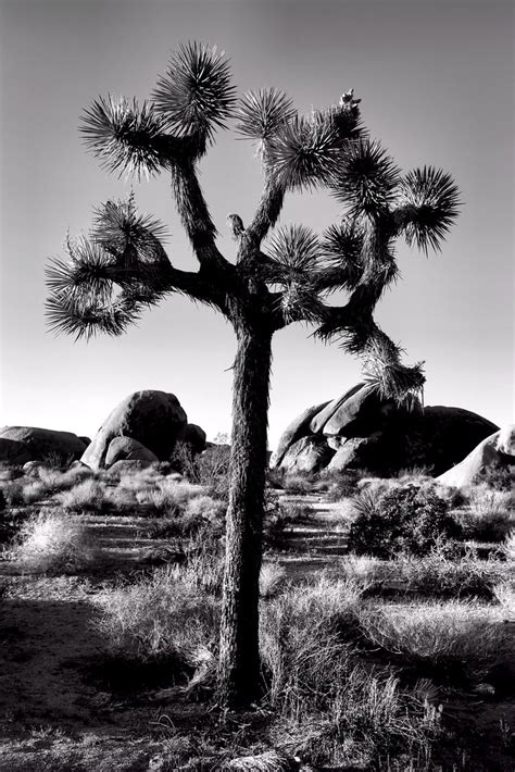 Joshua Tree Black And White Really Love The Depth Of Field Flickr