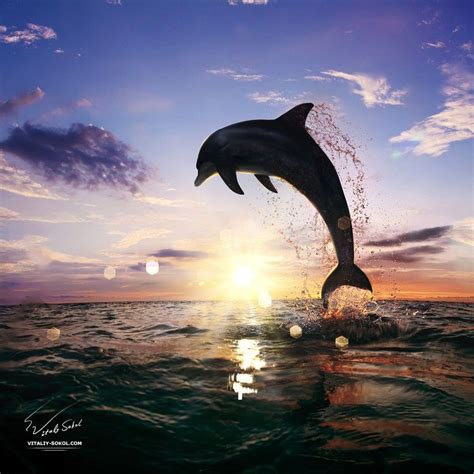 Beautiful Dolphin Jumping From Shining Water Ocean Creatures