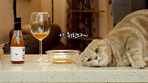 Cats Get Drunk By Drinking Cat Wine Youtube
