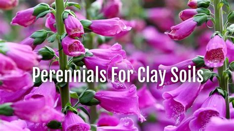 Perennials For Clay Soils Douggreensgarden