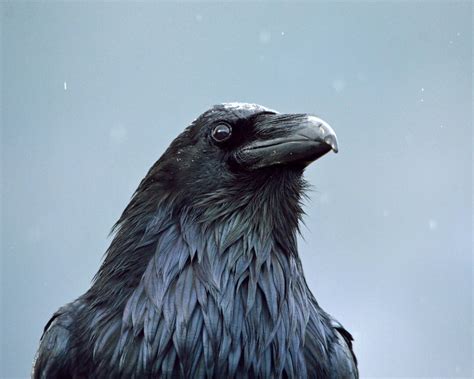 Ravens Favor Audubon California