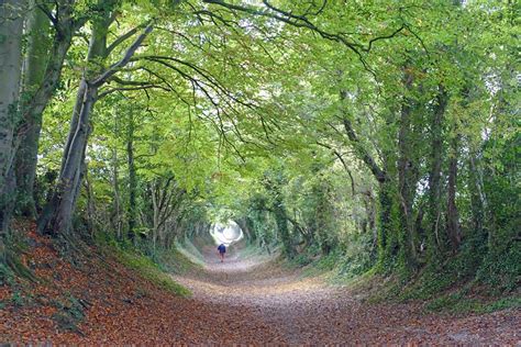 The Path To Halnaker Windmill A Magical Tunnel Of Trees Sussex Bloggers
