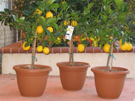 Do's and Dont's for growing Citrus Trees | Johnson Brothers | Meyer lemon tree, Growing citrus