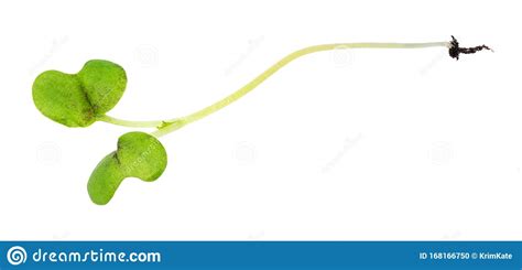 Twig Of Fresh Green Mustard Cress Cutout Stock Photo - Image of white ...