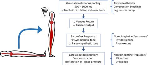 Management Of Orthostatic Hypotension In The Hospitalized Patient A