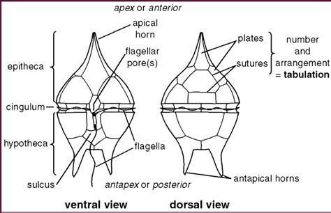 Dinoflagellates Structure