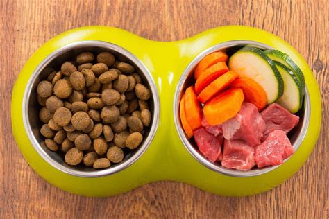 The foremost concern you must have when preparing food for your cat is safety! Homemade Cat Food Recipes For Sensitive Stomach And ...