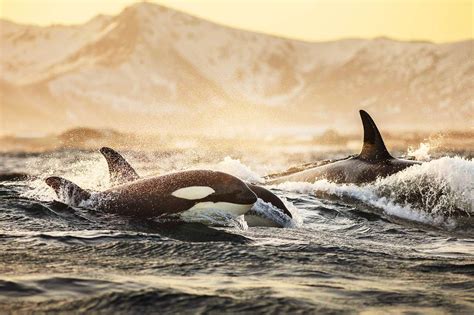 Orca Pod Ocean Creatures Ocean Animals Orca Whales