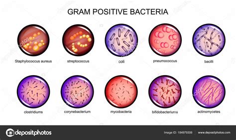Bacteria Grampositiva Ecured