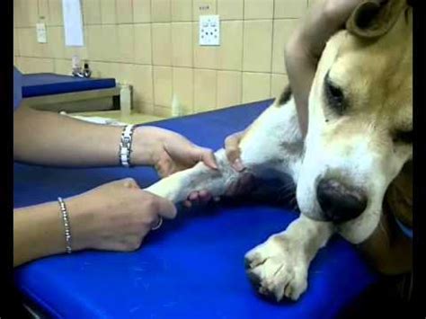 Blood collection in cats (article written in french). Blood Collection - Onderstepoort - YouTube