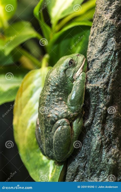 Mexican Dumpy Tree Frog Royalty Free Stock Photography Cartoondealer
