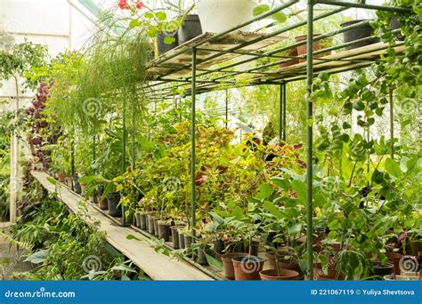 Plant Seedlings In Small Plastic Pots In Greenhouse Sale Of Plants