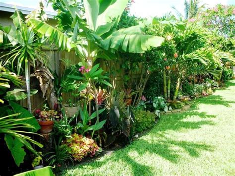 Tropical Garden With Banana Trees Growing Banana Trees In Your Yard