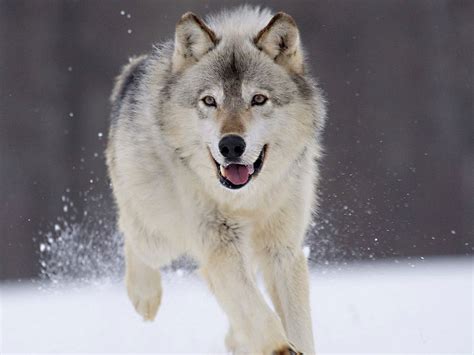 hay madre mia: LOBO