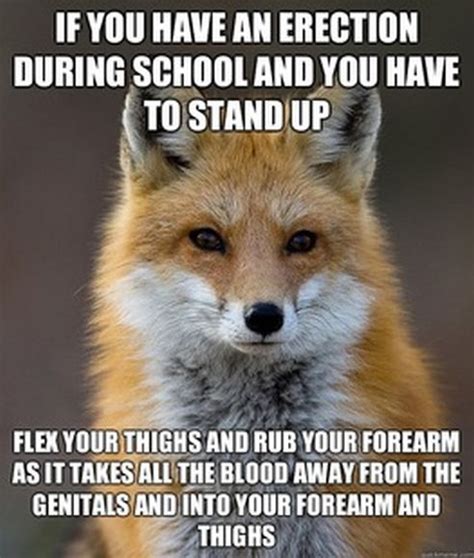 Fun Fact Fox Meme 60 Pics
