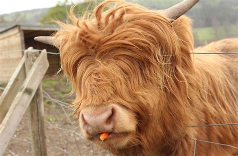 Discover funny hairy animals with fluffy hairs (Photos) - Strange Sounds