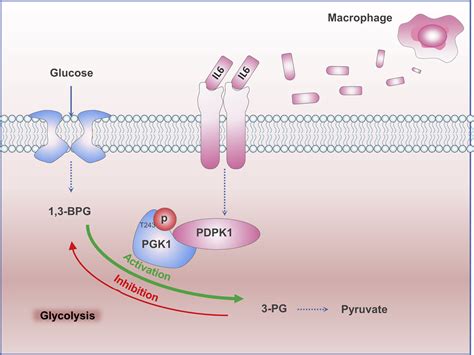 Macrophage Associated Pgk1 Phosphorylation Promotes Aerobic Glycolysis And Tumorigenesis