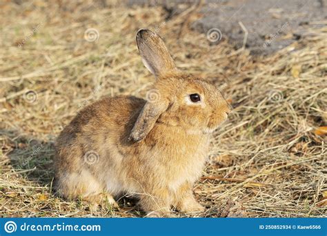 Fluffy Brown Bunny Rabbit Sitting On The Dry Grass Over Environment