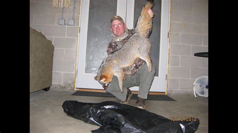Great Gray Fox Hunt Youtube