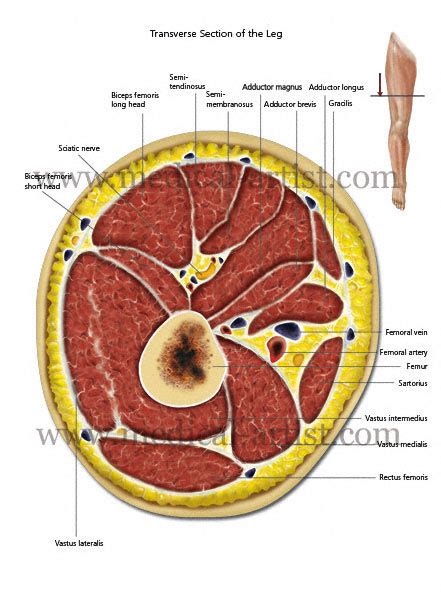 Exposure variables) in a population at a given point in time. Medical Illustrations of superficial dissection of hip and thigh showing lateral epicondyle and ...