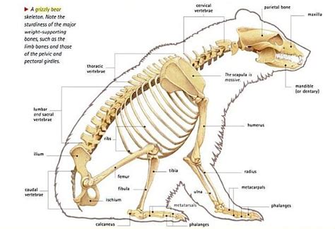 Bear Anatomy Skeleton Anatomy Anatomy Bear