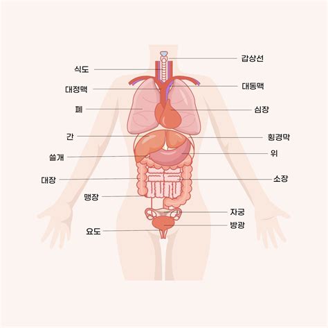 인체 장기 해부 이름 일러스트 Ai 다운로드 Download Human Body Organ Anatomy Names Vector Urbanbrush