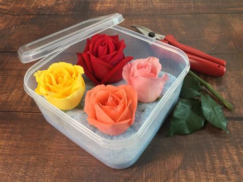 How To Preserve Flowers By Drying Pressing And More Hgtv