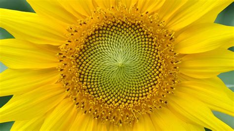 Sunflower Hd Wallpapers High Definition Free Background