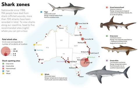 The Great White Shark El Gran Tiburon Blanco Infografico De Mapas De