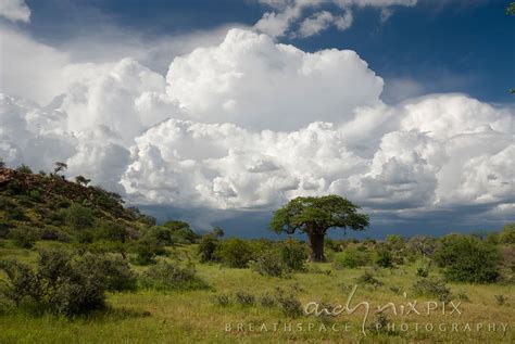 Andy Nix Pix Breathspace Photography Single Baobab Tree Adansonia