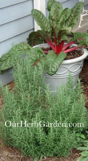 Companion planting is the growing together of all those elements and beings that encourage life and growth; Rosemary Companion Planting Guide