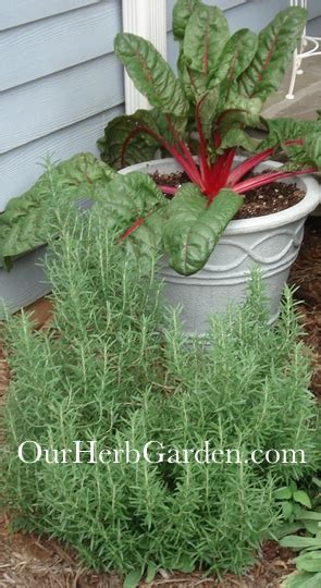 Companion planting, or grouping complementary plants together in the garden to benefit each other, can be done for a variety of reasons, such as to provide shade or a wind barrier to other plants, or to. Rosemary Companion Planting Guide