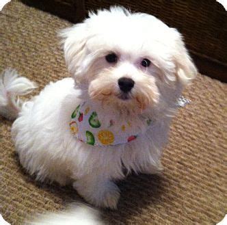 Ask questions and learn about westiepoos at nextdaypets.com. 130 best A Photo PET-ACULAR- Maltese Rescue images on Pinterest