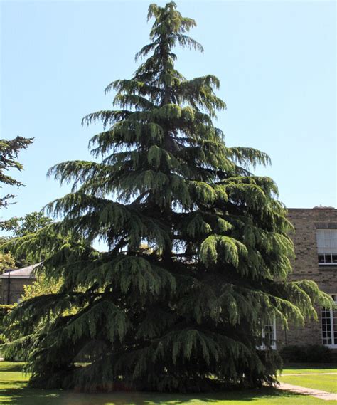 Two Dwarf Deodar Cedars For Year Round Color Gardening Life