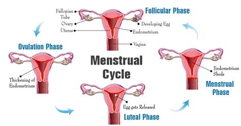 Beyond Blood Understanding The Menstrual Cycle