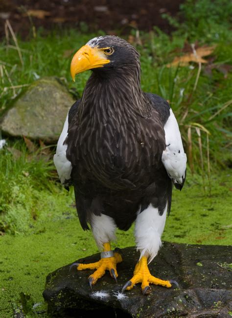 Dat het dier hier is waargenomen is bijzonder, omdat de gier doorgaans niet in. Top 10 Grootste Roofvogels in de Wereld - Dierenfun