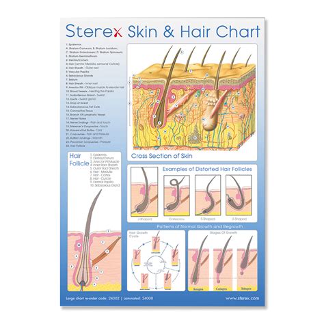Chart Skin And Hair A2 Sterex