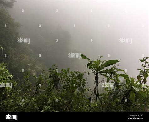 Foggy Jungle Landscape Stock Photo Alamy