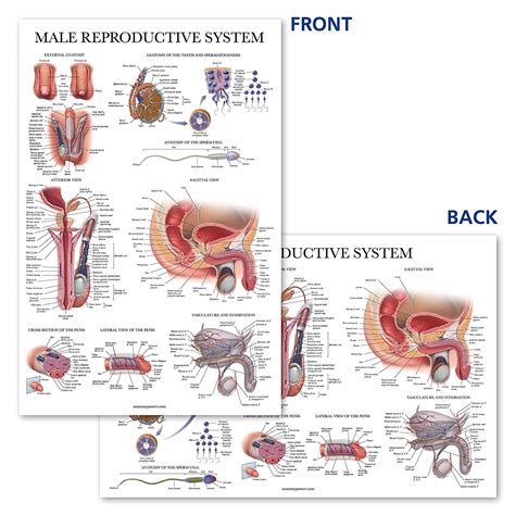 Male Reproductive System Anatomical Chart Palace Learning